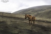 El Caballo, ese noble animal...