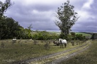 El Caballo, ese noble animal...