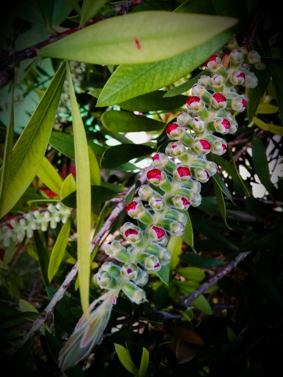 Foto 2/Nacimiento del plumerillo