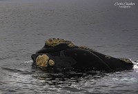 Las Mas Franca de la ballenas...