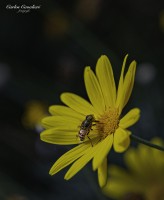 Uno Dos Y Tres siempre con una abeja a la vez...