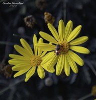 Uno Dos Y Tres siempre con una abeja a la vez...