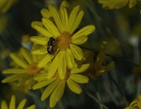 Uno Dos Y Tres siempre con una abeja a la vez...