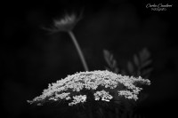 Belleza y textura en blanco y negro...