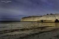 La playa de las aves...