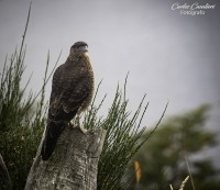 Espiando las aves del sur...