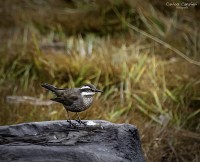 Espiando las aves del sur...