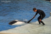 Jugando con la Orca...