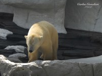 Un solitario Oso Polar...