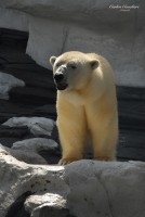 Un solitario Oso Polar...