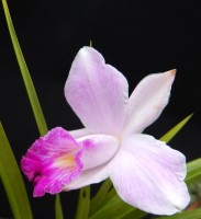 Orqudeas