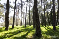 Un paseo por el bosque...