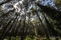 Un paseo por el bosque...