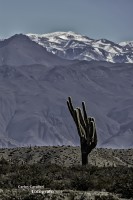 Quebrada del Toro,Salta