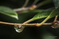 Despus de la lluvia