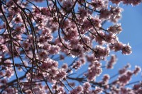 Los cerezos en flor...