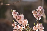 Los cerezos en flor...