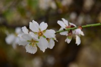 Los cerezos en flor...