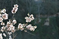 La belleza de los almendros...