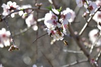 La belleza de los almendros...