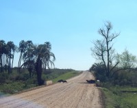 Cruce de camino de carpinchos