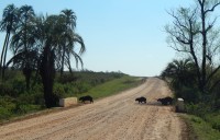 Cruce de camino de carpinchos