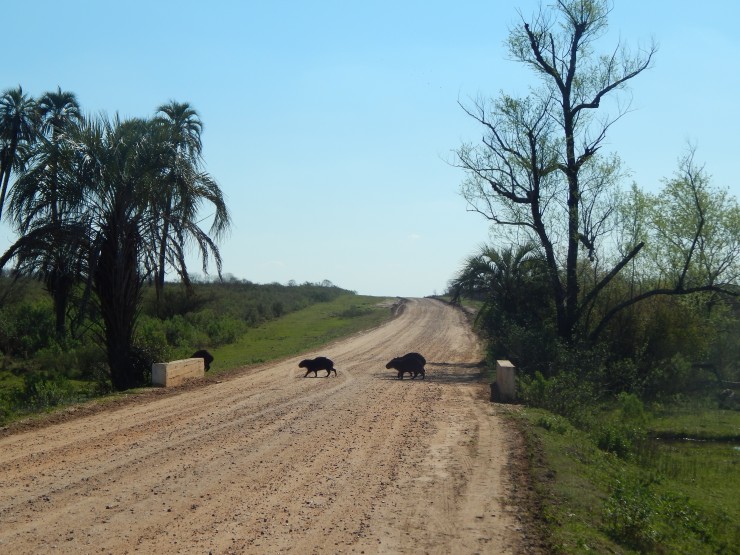 Foto 3/Cruce de camino de carpinchos