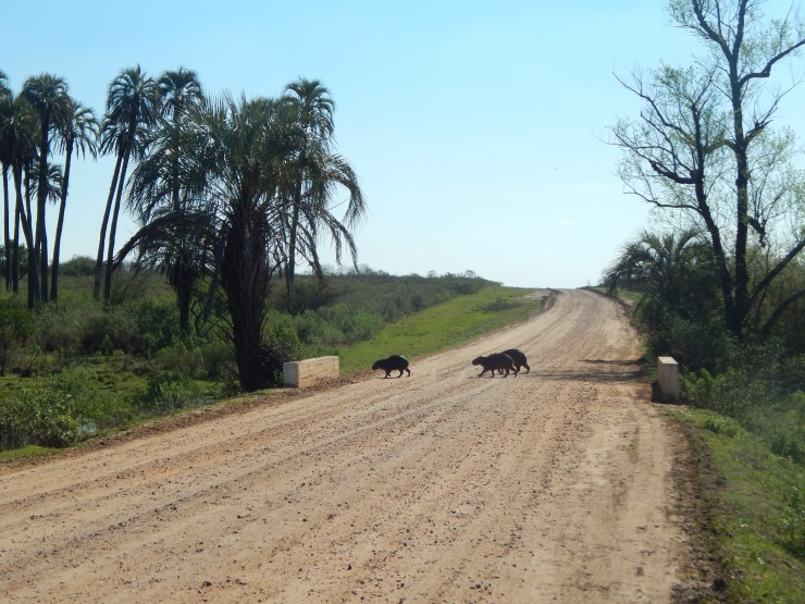 Foto 4/Cruce de camino de carpinchos