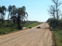 Cruce de camino de carpinchos