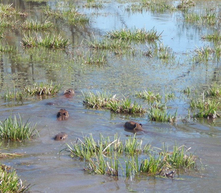 Foto 5/Cruce de camino de carpinchos