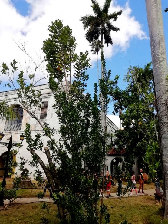 Foto 5/Reliquias vivas de la flora en un museo cubano