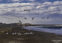 Nuestras playas patagonicas...