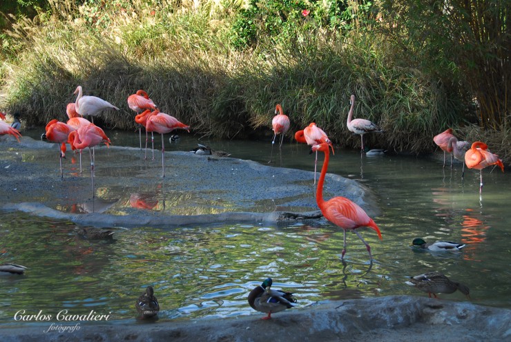 Foto 4/Belleza del lago...