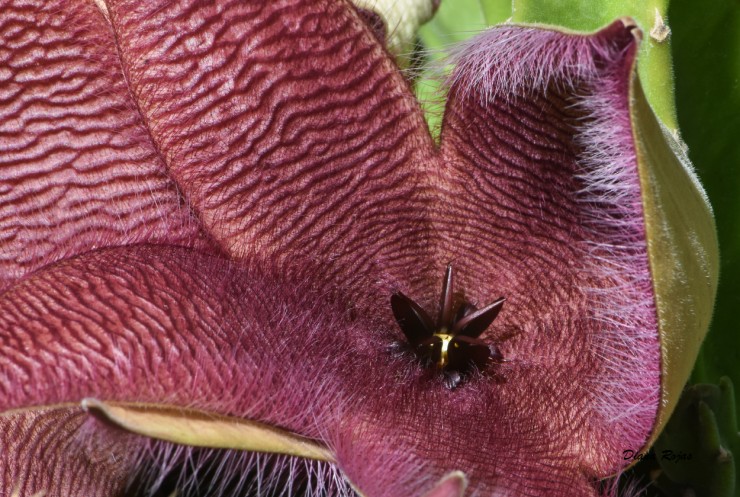 Foto 4/Flor de cuarentena