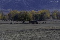 Los Campos de Turquia...