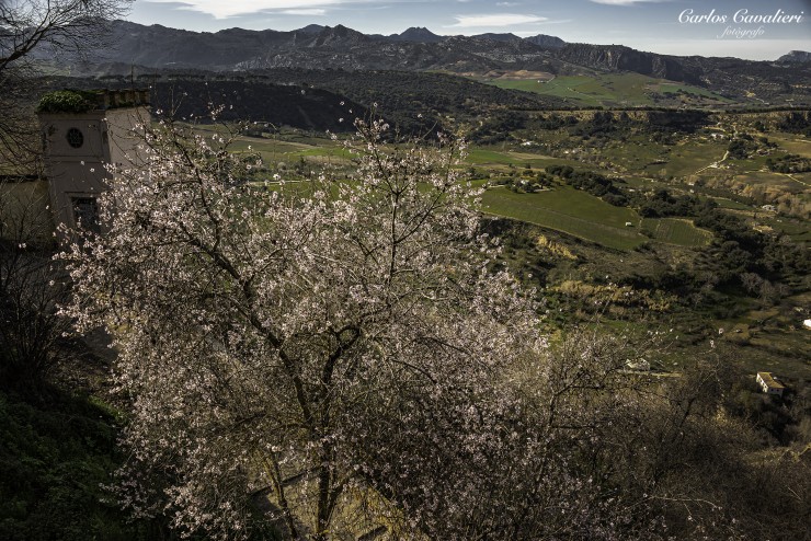 Foto 1/Con la belleza de los almendros...