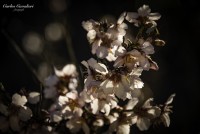 Con la belleza de los almendros...