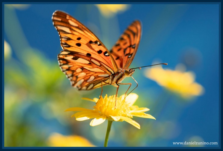 Foto 1/Butterfly