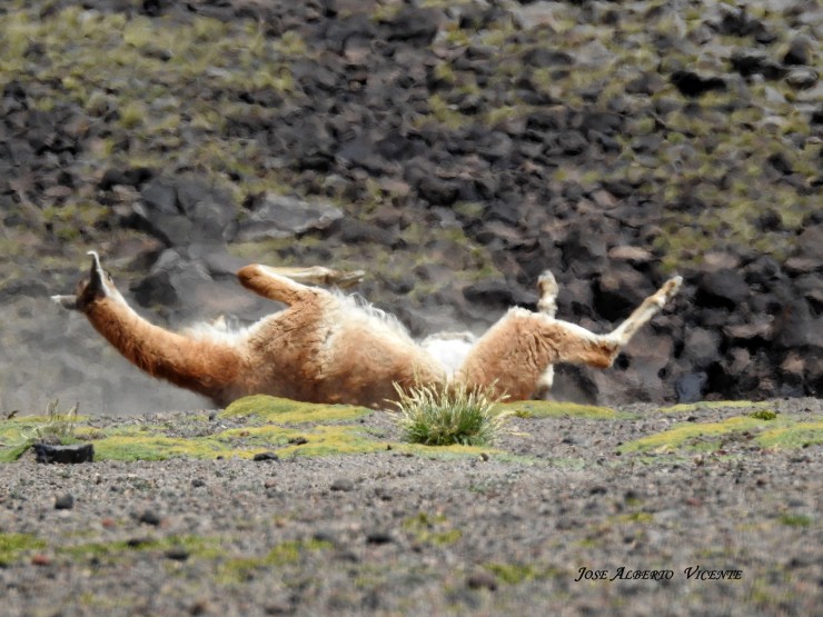 Foto 1/guanaco dando su bao de tierra y arena