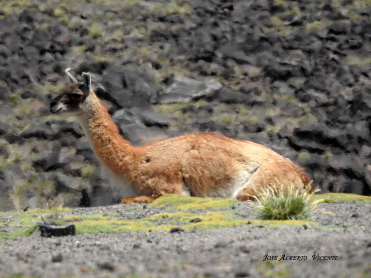 Foto 3/guanaco dando su bao de tierra y arena