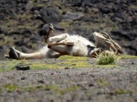 guanaco dando su bao de tierra y arena