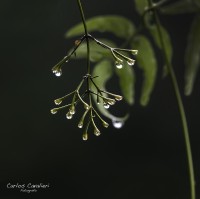 Despus de la lluvia...