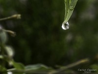 Despus de la lluvia...