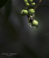 Despus de la lluvia...