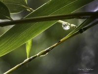 Despus de la lluvia...