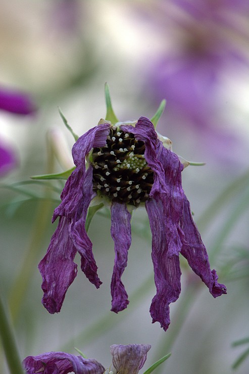 Foto 1/Los mutantes