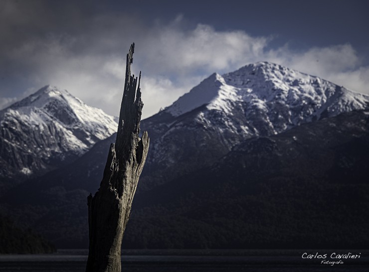 Foto 1/Los Arboles mueren de pie...