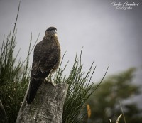 los dueos del cielo...