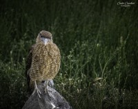 los dueos del cielo...