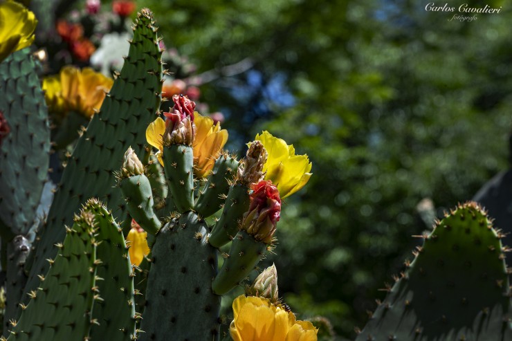 Foto 1/Las Flores del Cactus...